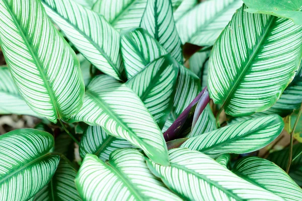 Modelo Hoja Verde Hoja Superficie Patrón Con Hojas Tropicales Palmeras —  Fotos de Stock