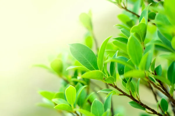 Doğayı kapat Arkaplan Yaprakları, bahçede arka planda bulanık yeşil yaprak fotokopi alanı, yeni duvar kağıdı konsepti.