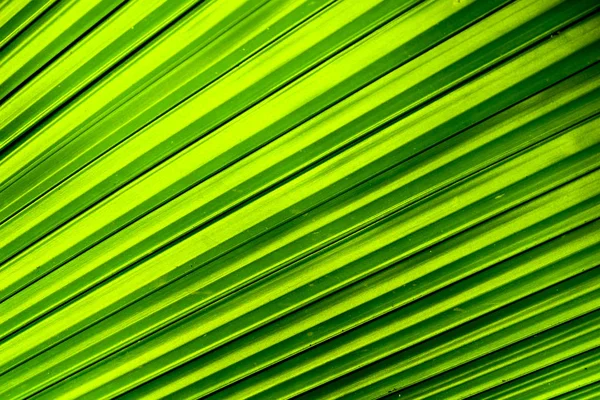 Doğayı kapat Arkaplan Yaprakları, bahçede arka planda bulanık yeşil yaprak fotokopi alanı, yeni duvar kağıdı konsepti.