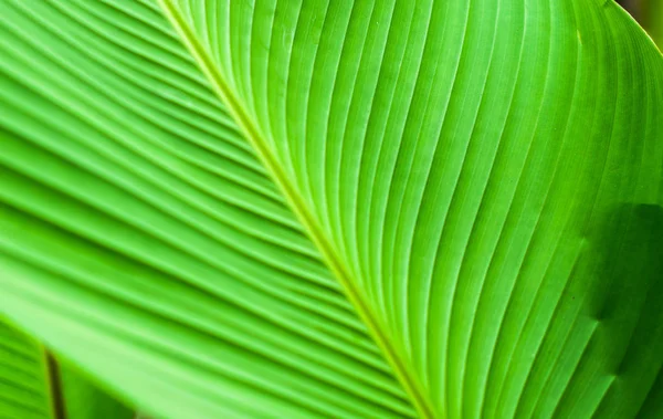 Närbild Natur Blad Bakgrund Grönt Löv Suddig Bakgrund Trädgården Med — Stockfoto