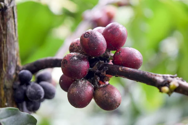 Kahve ağacının dalındaki kırmızı kahve çekirdeklerini kapatın, Chiang rai, Tayland 'daki kahve tarlalarını.