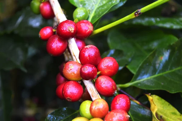 Kahve ağacının dalındaki kırmızı kahve çekirdeklerini kapatın, Chiang rai, Tayland 'daki kahve tarlalarını.