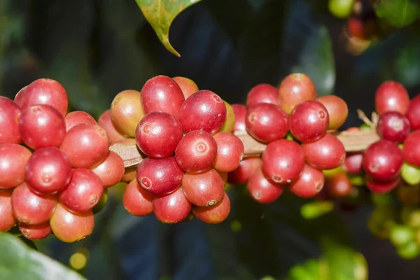 Kahve ağacının dalındaki kırmızı kahve çekirdeklerini kapatın, Chiang rai, Tayland 'daki kahve tarlalarını.