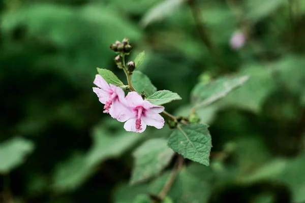 野生の花の背景を閉じます 背景のためのグラデーションで作られたカラフルな花の草ブルースタイル — ストック写真