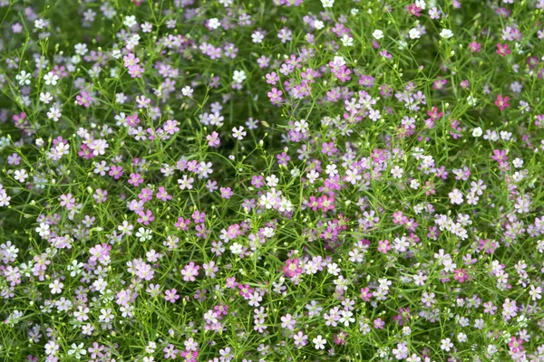 Nahaufnahme Wilde Blume Hintergrund Bunte Blumen Gras Mit Farbverlauf Für — Stockfoto