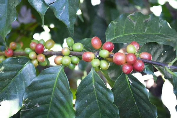 Close up of Red coffee beans on a branch of coffee tree ,Coffee plantation in Chiang rai, Thailand