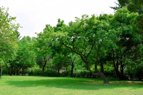 Verde Parque Jardim Paisagem Com Céu Nublado — Fotografia de Stock