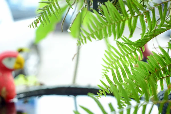 Dekoration Från Vackra Ormbunkar Blad Grönt Lövverk Naturlig Blommig Ormbunke — Stockfoto