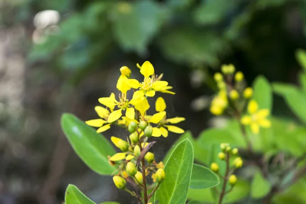 闭合黄花软焦点 — 图库照片