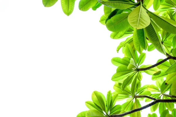 Beyaz arkaplanda yeşil yapraklar, beyaz arkaplanda yaprak izole edilmiş ağaç yaprakları