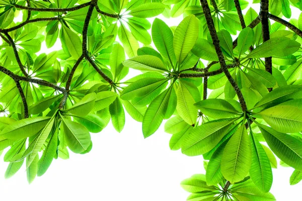 Beyaz arkaplanda yeşil yapraklar, beyaz arkaplanda yaprak izole edilmiş ağaç yaprakları