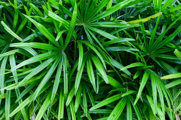 Tropiska Blad Struktur Palm Lövverk Natur Grön Bakgrund — Stockfoto