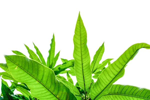 Stock image green leaves frame on white background