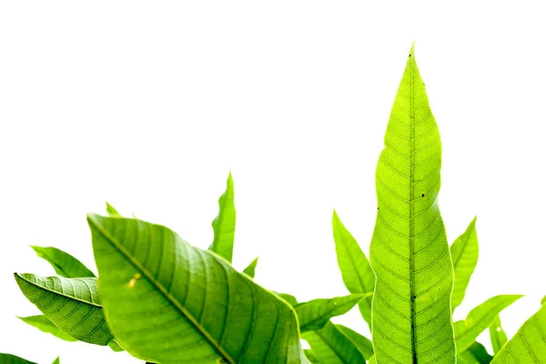 beyaz arkaplanda yeşil yapraklar