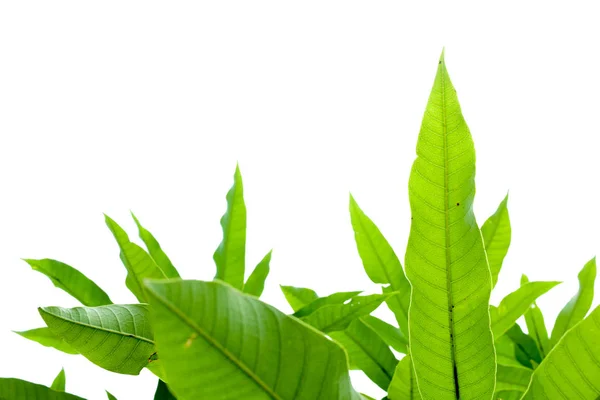 Grön Löv Ram Vit Bakgrund — Stockfoto