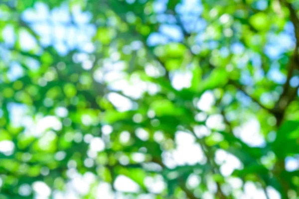 Bokeh ile bulanık izin, Işık Bokeh Arkaplanlı Yeşil Yaprak.