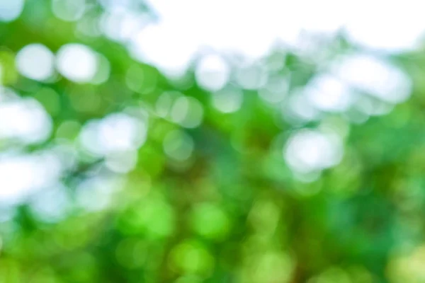 Bokeh ile bulanık izin, Işık Bokeh Arkaplanlı Yeşil Yaprak.