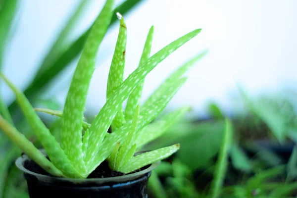 Cierre Hojas Aloe Vera Frescas Plantas Verdes Tropicales — Foto de Stock