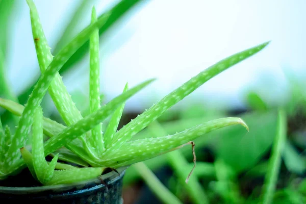 Taze aloe vera yaprakları, tropikal yeşil bitkiler