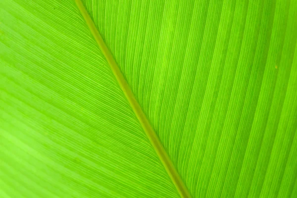 Doğayı kapat Arkaplan Yaprakları, bahçede arka planda bulanık yeşil yaprak fotokopi alanı, yeni duvar kağıdı konsepti.