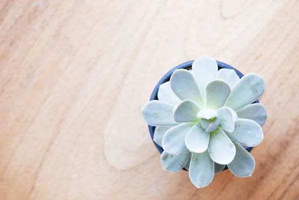 kopya alanı ile ahşap masa üzerinde sulu bitki üst görünümü, modern arka plan ile kaktüs