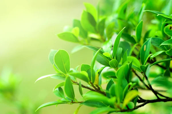 Doğayı kapat Arkaplan Yaprakları, bahçede arka planda bulanık yeşil yaprak fotokopi alanı, yeni duvar kağıdı konsepti.