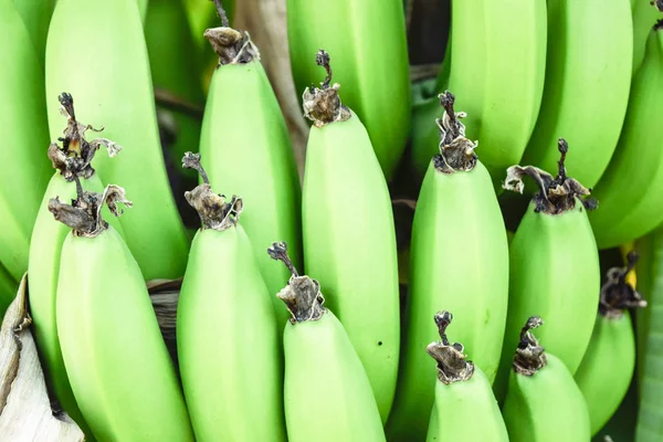 Jonge Groene Bananen Boom — Stockfoto