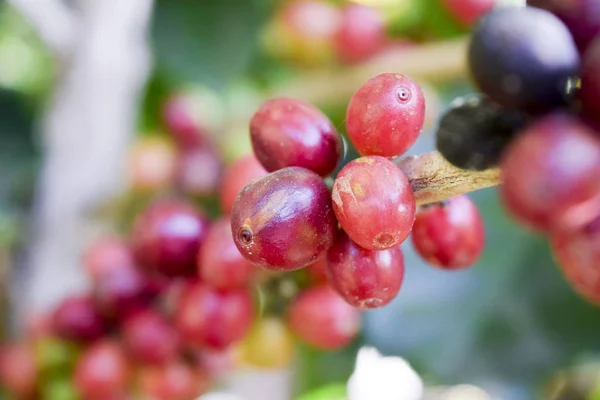 Närbild Röda Kaffebönor Gren Kaffeträd Kaffeplantage Chiang Rai Thailand Stockbild