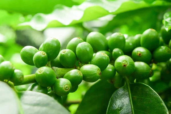 Zöld Kávébab Közelsége Kávéfa Egyik Ágán Egy Kávéfa Ága Éretlen Stock Fotó