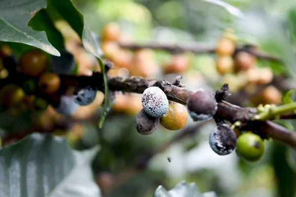 Närbild Gula Kaffebönor Gren Kaffeträd Gren Ett Kaffeträd Med Mogna Royaltyfria Stockfoton