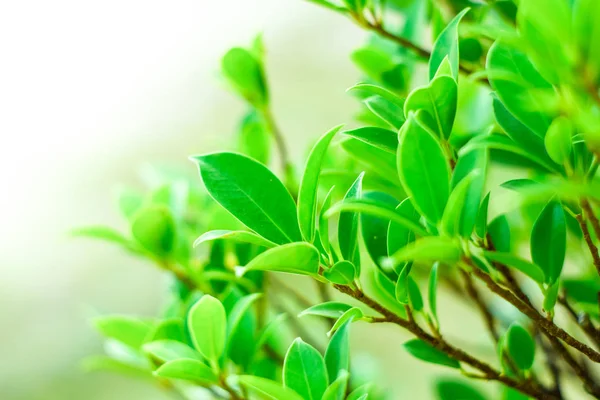 Närbild Natur Blad Bakgrund Grönt Löv Suddig Bakgrund Trädgården Med Stockbild