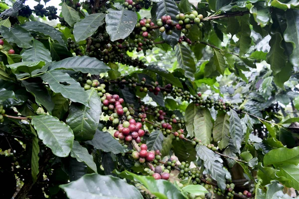 Närbild Röda Kaffebönor Gren Kaffeträd Kaffeplantage Chiang Rai Thailand Stockbild
