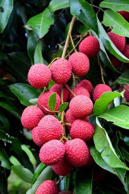 Lychee ağaçta meyve Asya Tayland