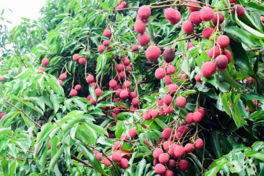 Lychee ağaçta meyve Asya Tayland