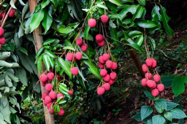 Lychee ağaçta meyve Asya Tayland