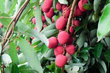 Lychee ağaçta meyve Asya Tayland