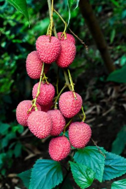 Lychee ağaçta meyve Asya Tayland