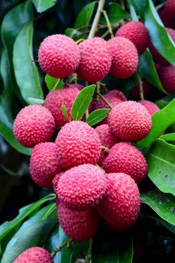 Lychee ağaçta meyve Asya Tayland
