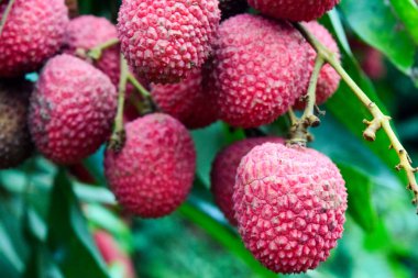 Lychee ağaçta meyve Asya Tayland