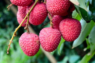Lychee ağaçta meyve Asya Tayland
