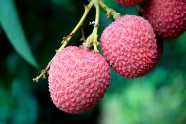 Lychee ağaçta meyve Asya Tayland