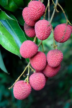 Lychee ağaçta meyve Asya Tayland
