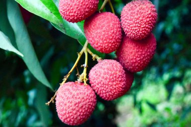 Lychee ağaçta meyve Asya Tayland