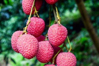 Lychee ağaçta meyve Asya Tayland