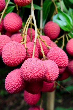 Lychee ağaçta meyve Asya Tayland