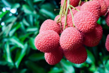 Lychee ağaçta meyve Asya Tayland