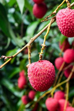 Lychee ağaçta meyve Asya Tayland
