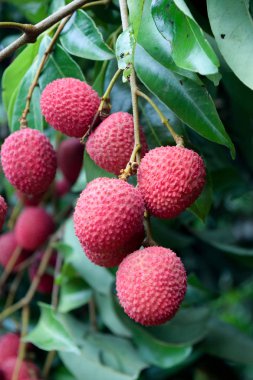 Lychee ağaçta meyve Asya Tayland