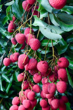 Lychee ağaçta meyve Asya Tayland