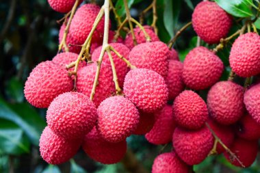 Lychee ağaçta meyve Asya Tayland